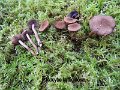 Inocybe lanuginosa-amf1040